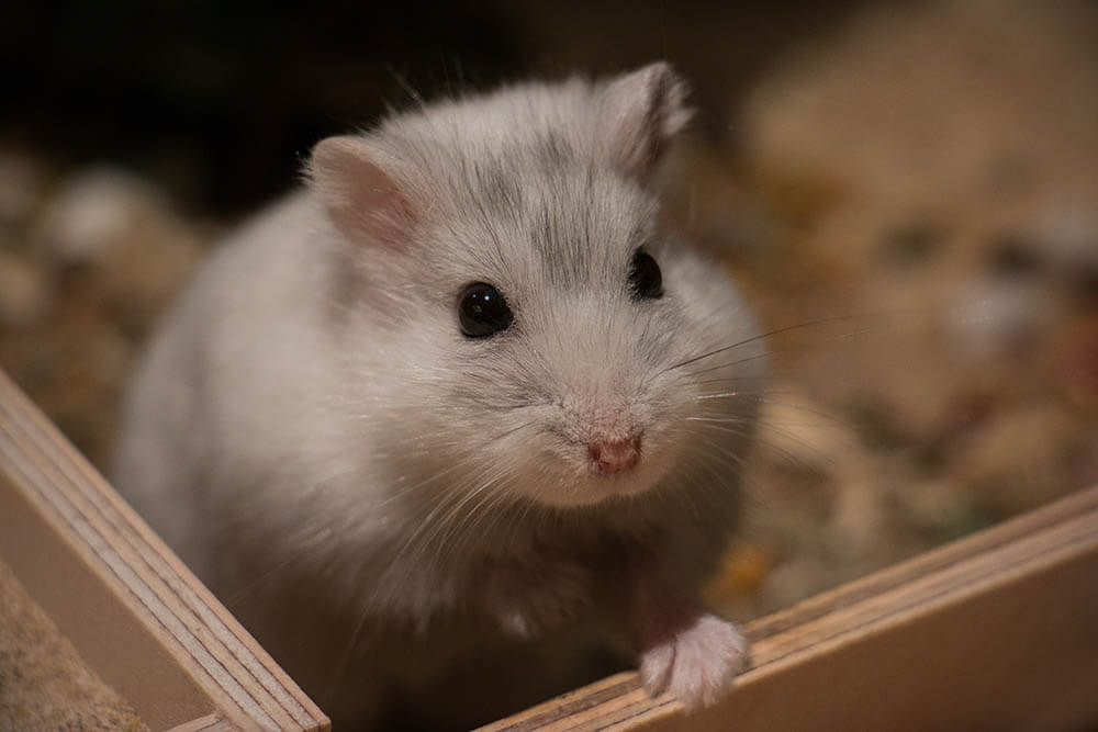 A hamster in a crate