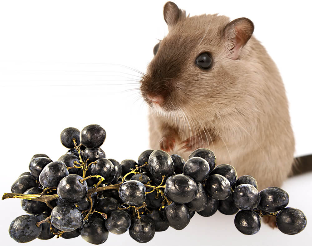 A hamster eating grapes