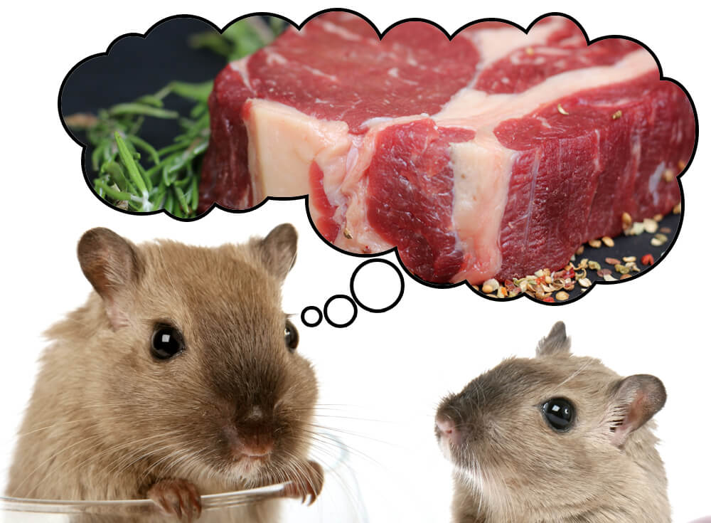 Hamsters considering eating meat
