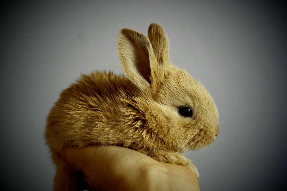 A small rabbit