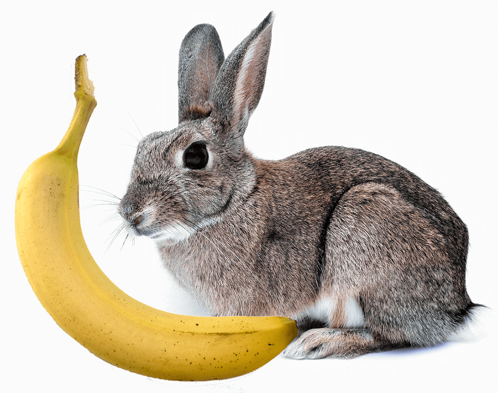A rabbit eating a banana
