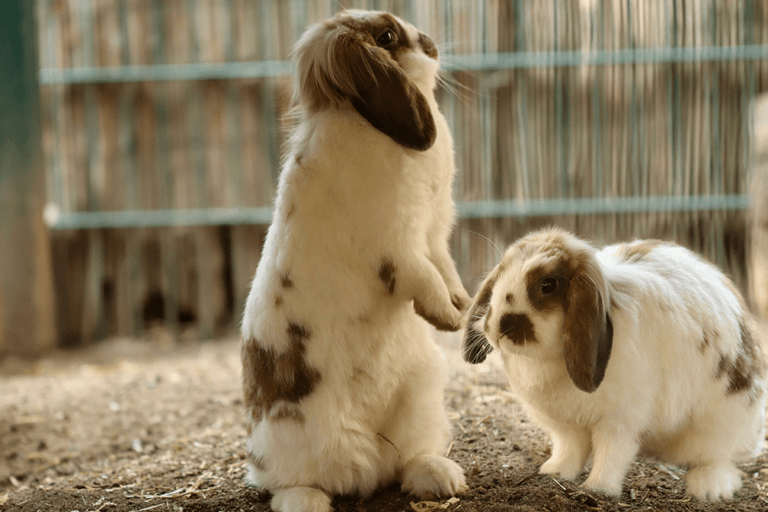 Do Bears Attack and Eat Rabbits? | Pet Care Advisors