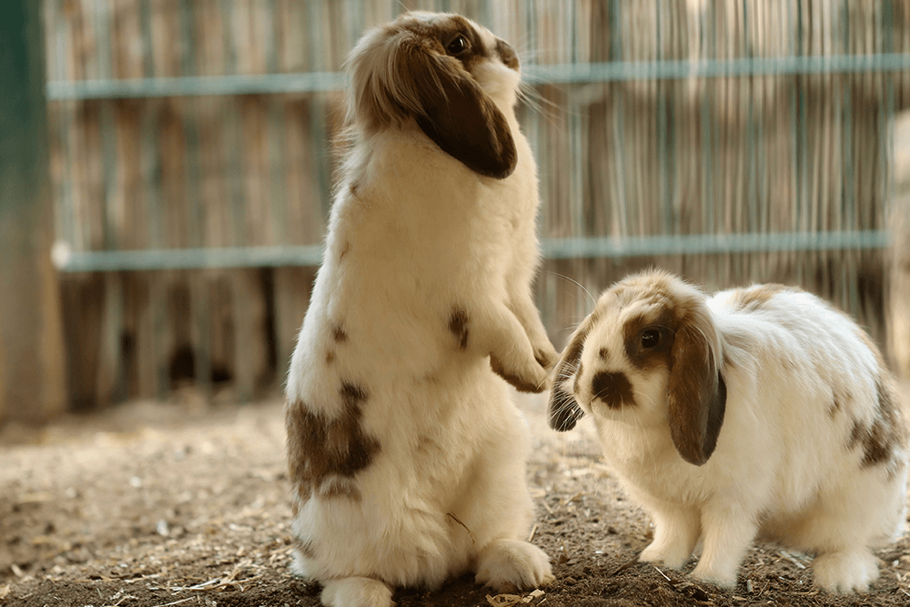 Two rabbits playing