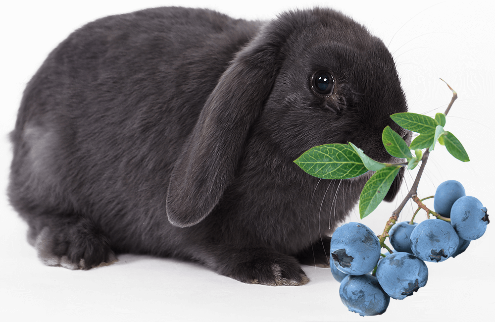A rabbit eating blueberries