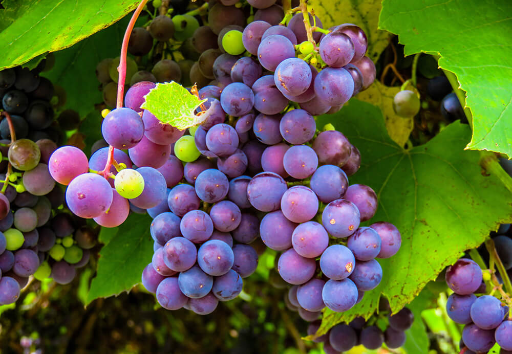 Grapes hanging from a tree