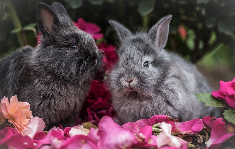Two rabbits resting on a bed of flowers