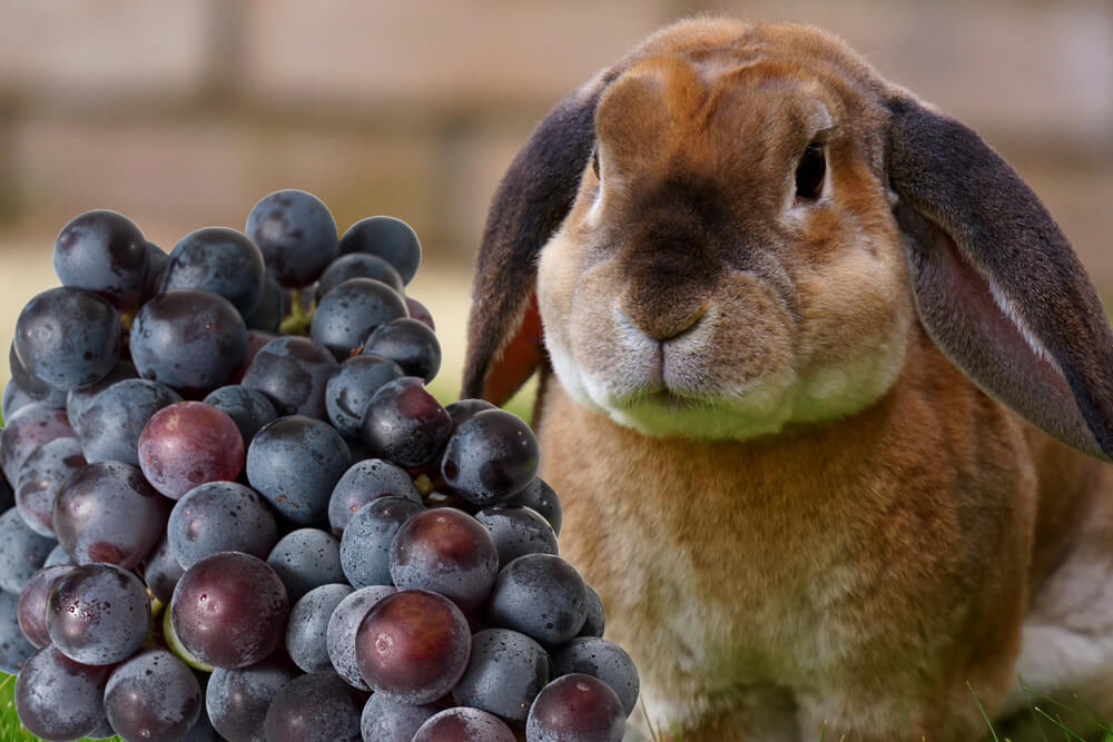A rabbit eating grapes
