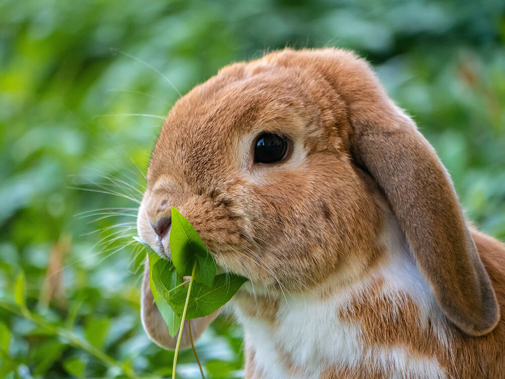 A rabbit eating a leaf