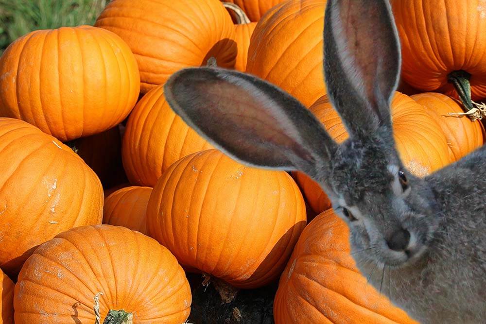 A rabbit considering eating pumpkins
