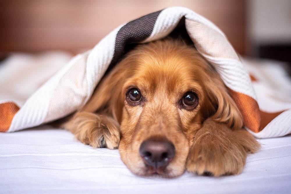 A dog in bed