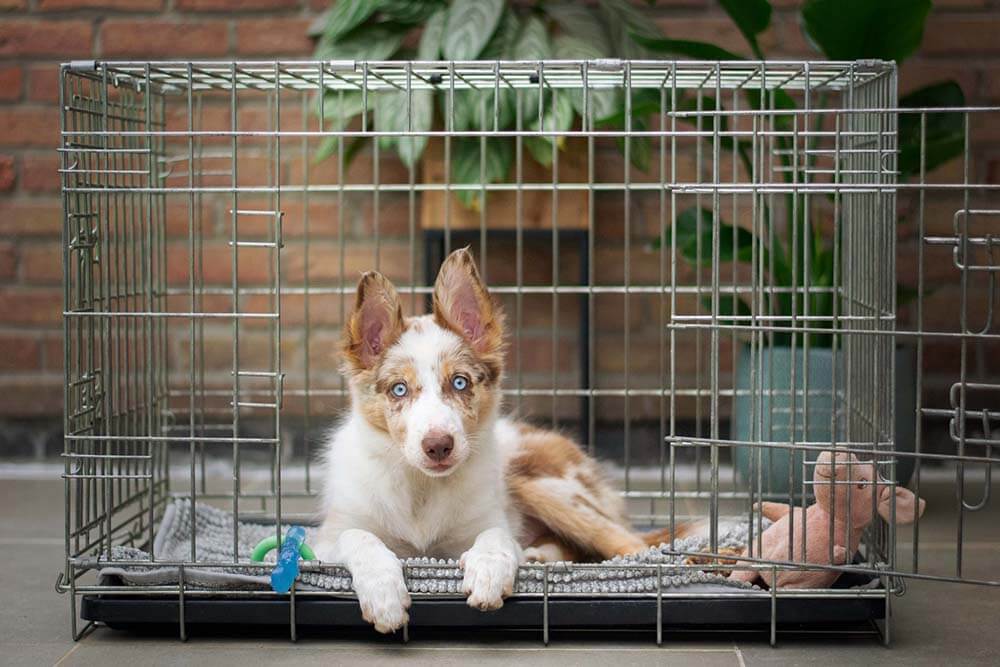 how-to-stop-a-dog-from-peeing-in-his-crate