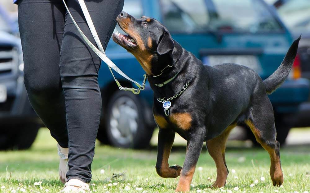 A dog being trained