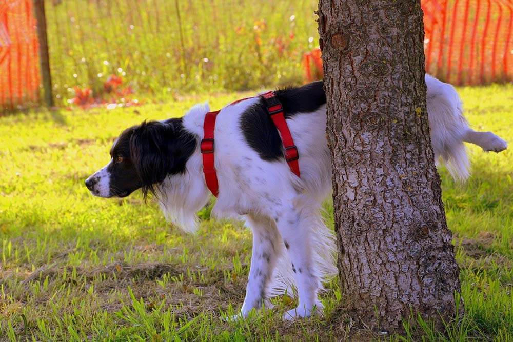 A dog peeing on a tree