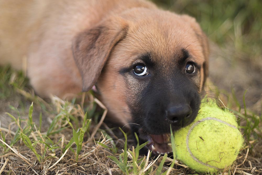 A stressed dog chewing on a tennis ball