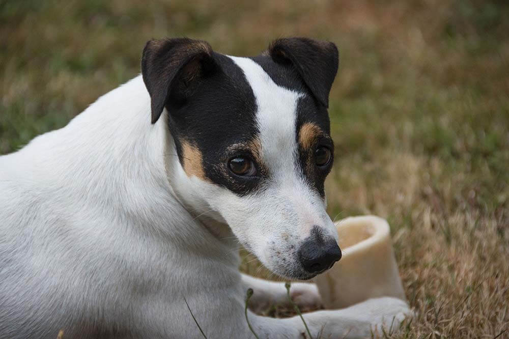 A dog burying a bone