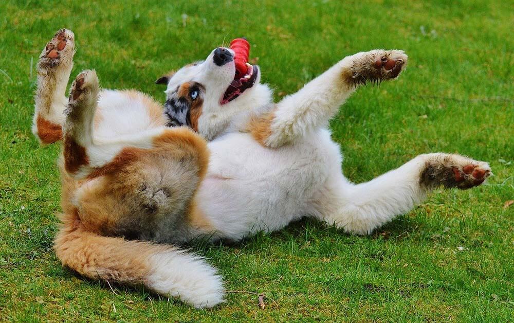 A dog playing with a chew toy