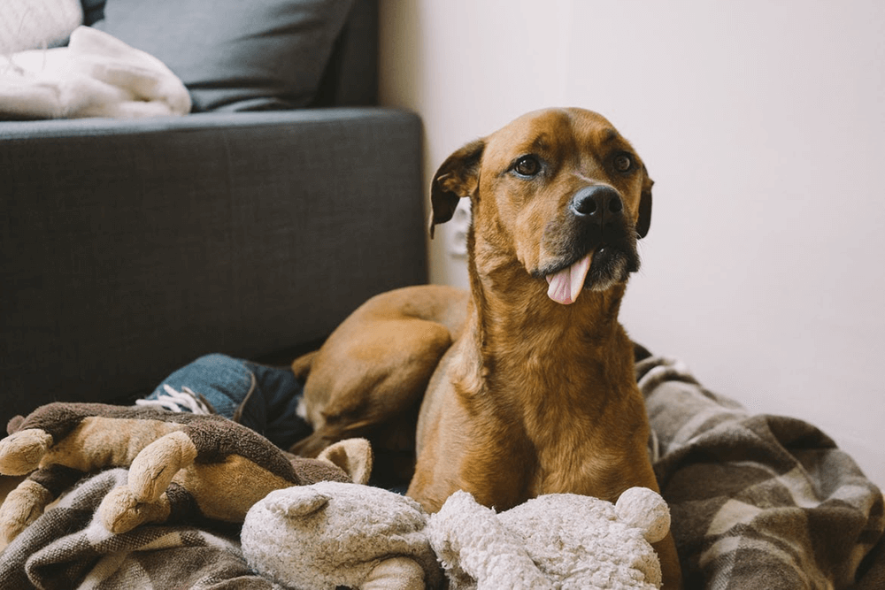 A dog licking their bed