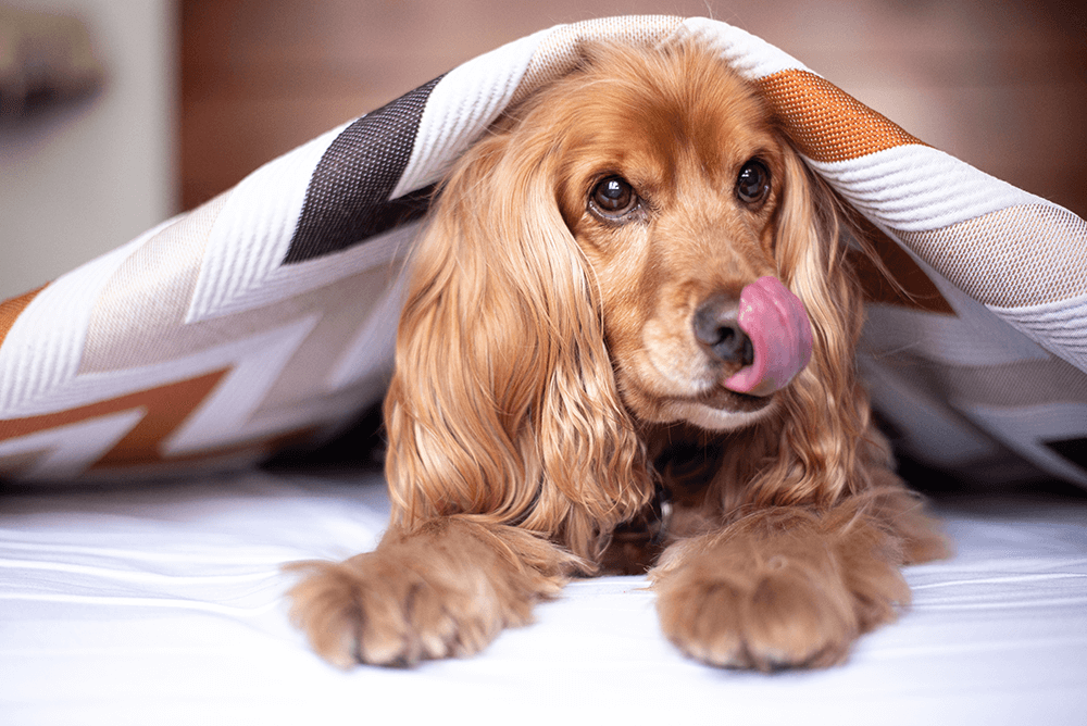 A dog licking their bed