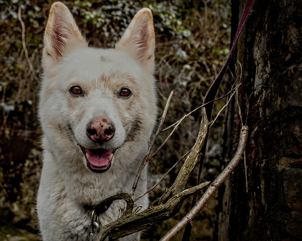 A white dog eating dirt