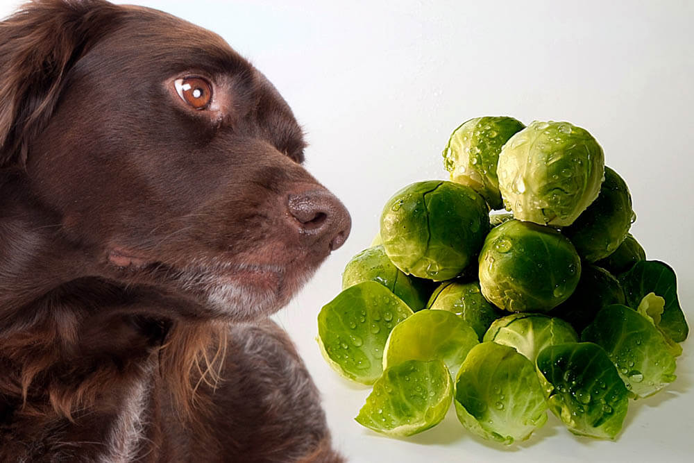 Can Dogs Eat Brussels Sprouts?