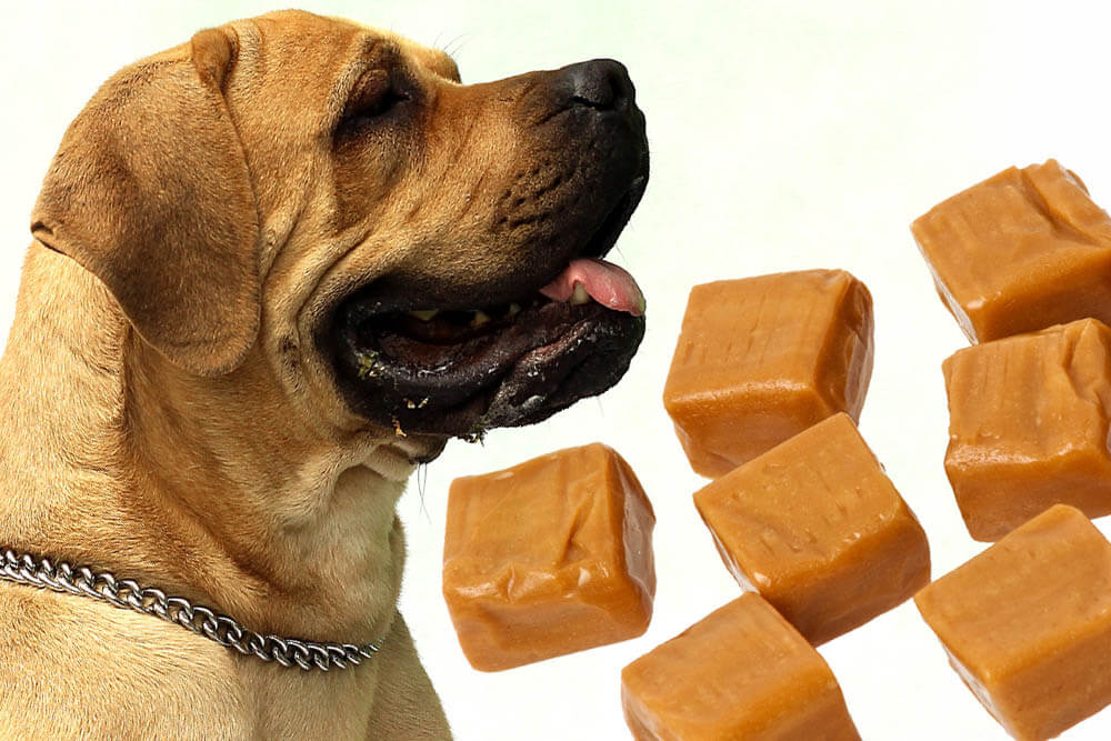 Can Dogs Eat Caramel?