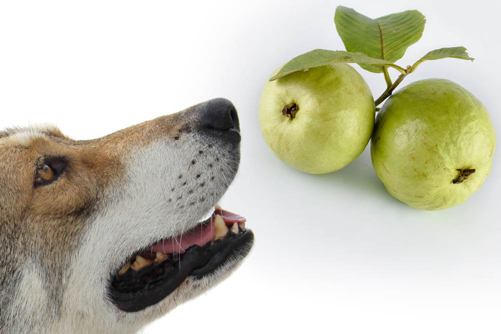 Can Dogs Eat Guavas?