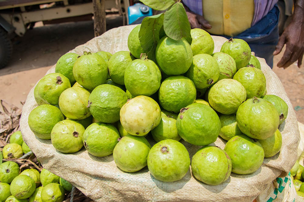 Can Dogs Eat Guavas?