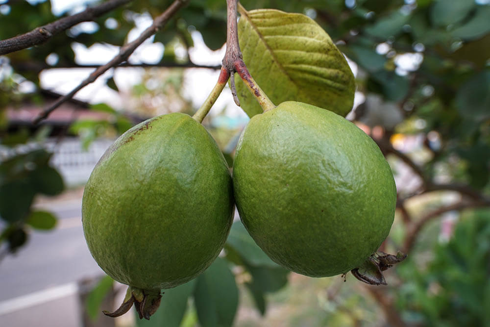 Can Dogs Eat Guavas?