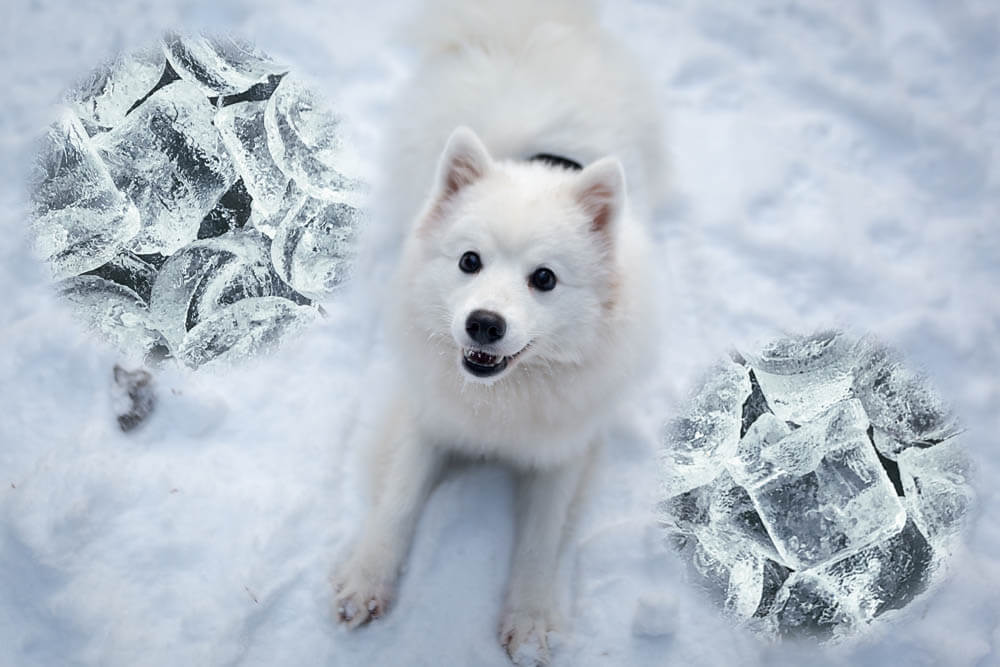 Can Dogs Eat Ice?