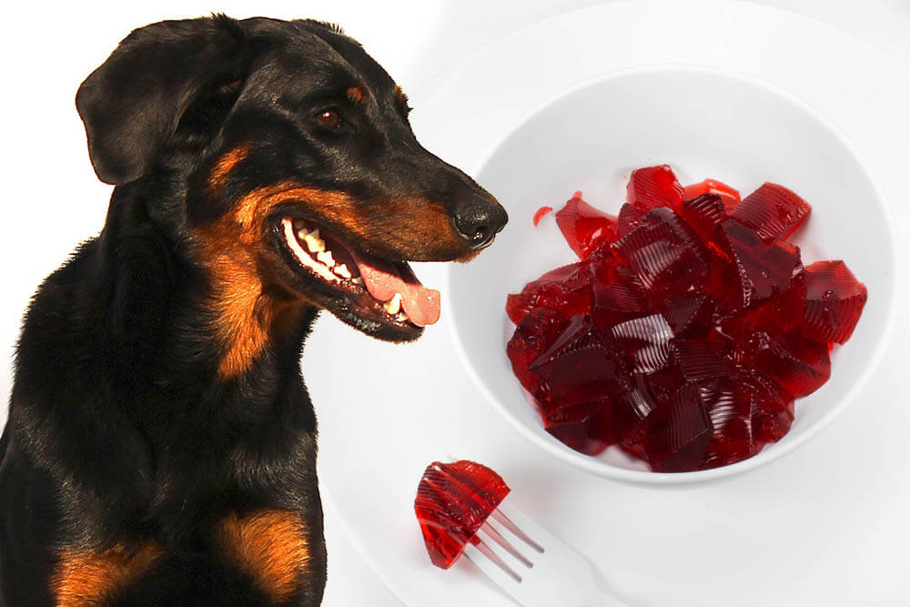 Can Dogs Eat Jell-O?