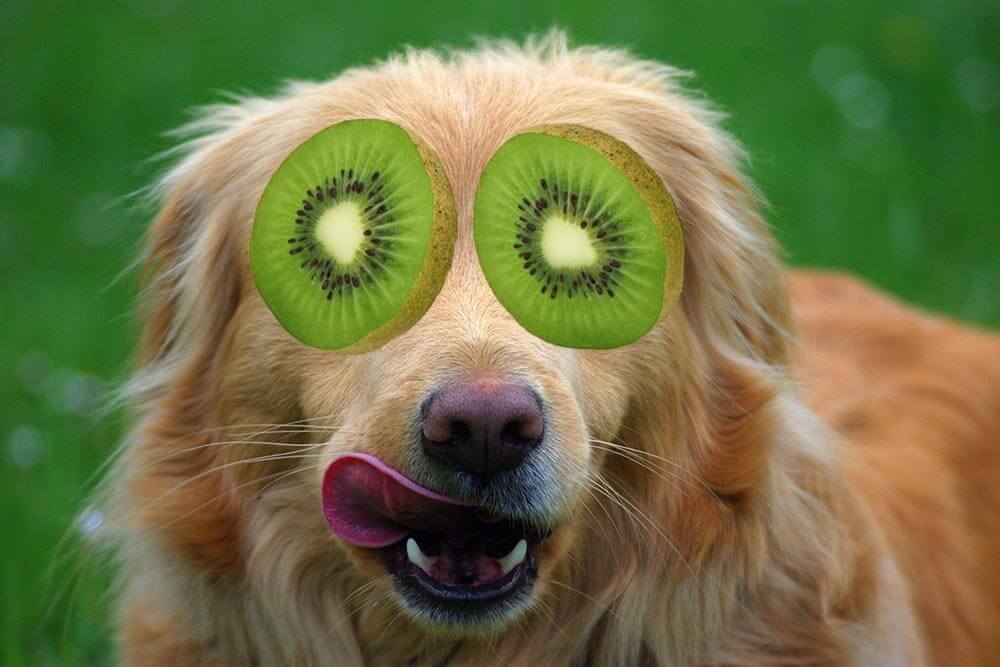 can dog have kiwi