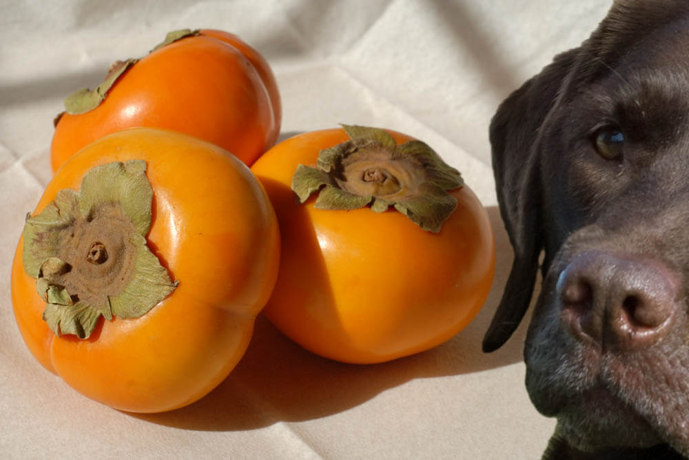 Can Dogs Eat Persimmons?