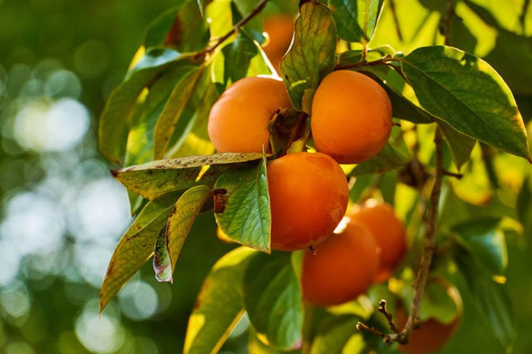 Can Dogs Eat Persimmons? | Pet Care Advisors