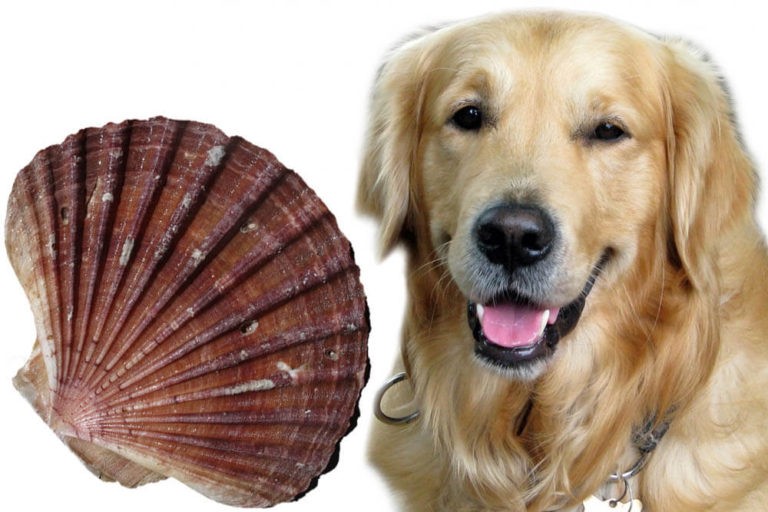 Can Dogs Eat Scallops? | Pet Care Advisors