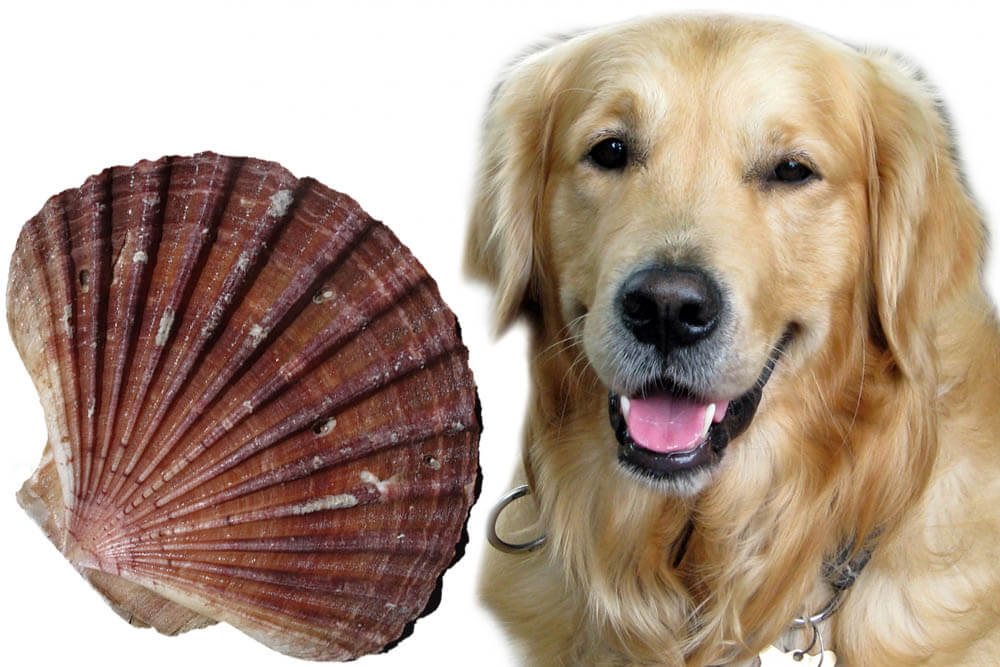 Can Dogs Eat Scallops?