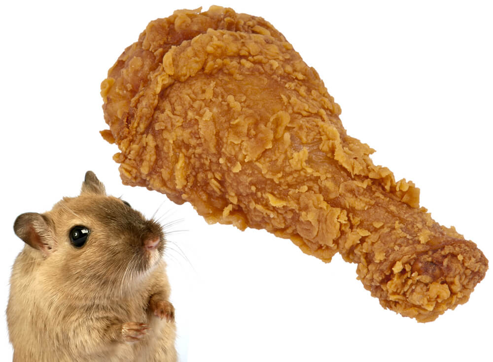 Can hamsters eat chicken?