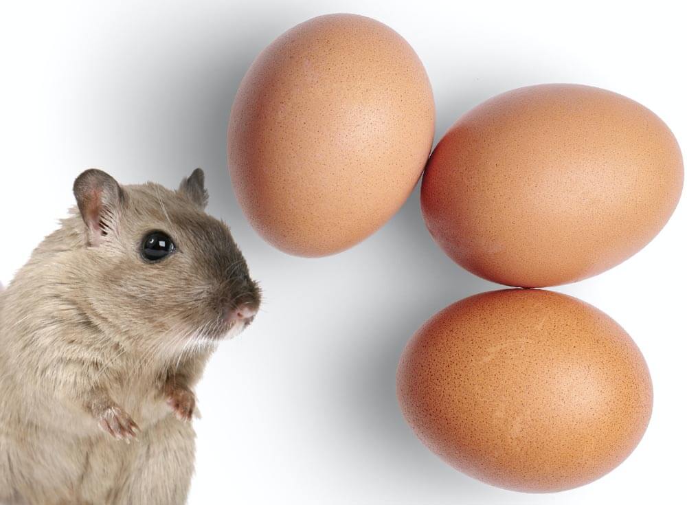 Can hamsters eat eggs?