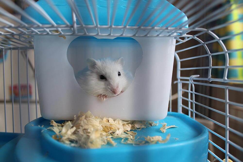 A hamster in a hamster house about to feed