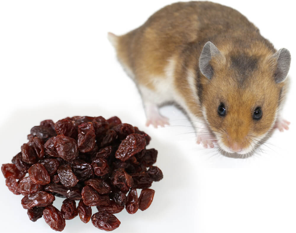 A hamster considering eating raisins