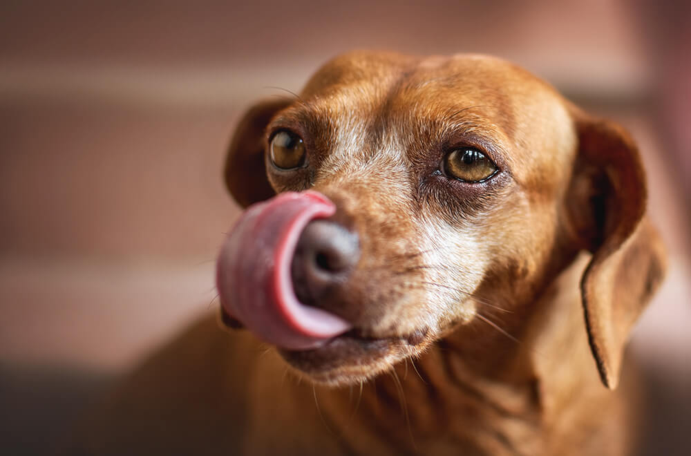 A dog licking their lips
