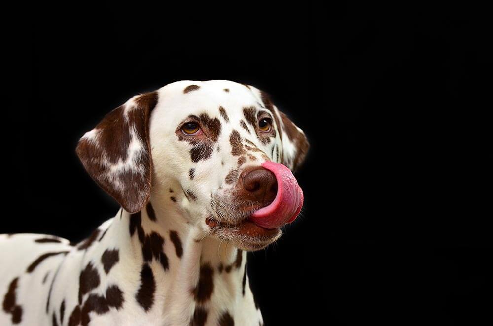 A dog licking their lips