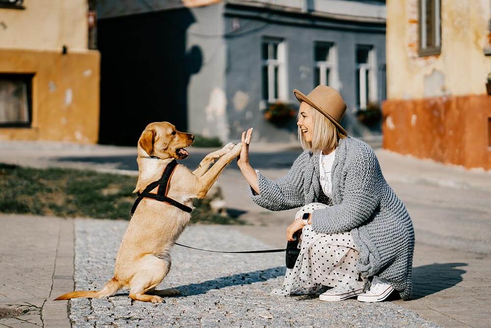 A woman giving a dog a high-five during training