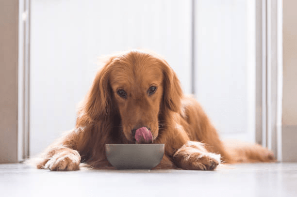 Can Dogs Eat Rice Pudding? | Pet Care Advisors