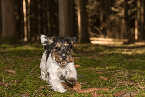 Can Dogs Eat Pine Cones | Pet Care Advisors