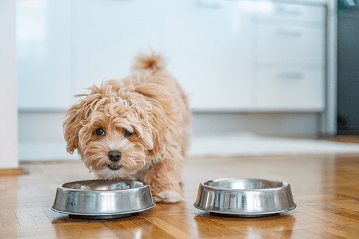 Can Dogs Eat Black Eyed Peas? | Pet Care Advisors