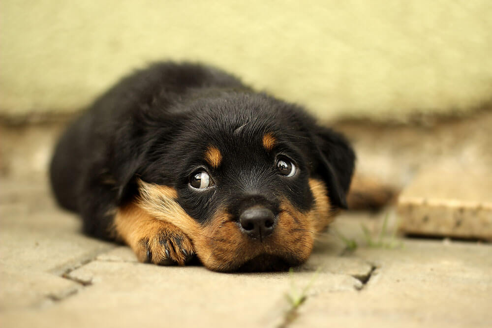 Are Rottweilers smart?