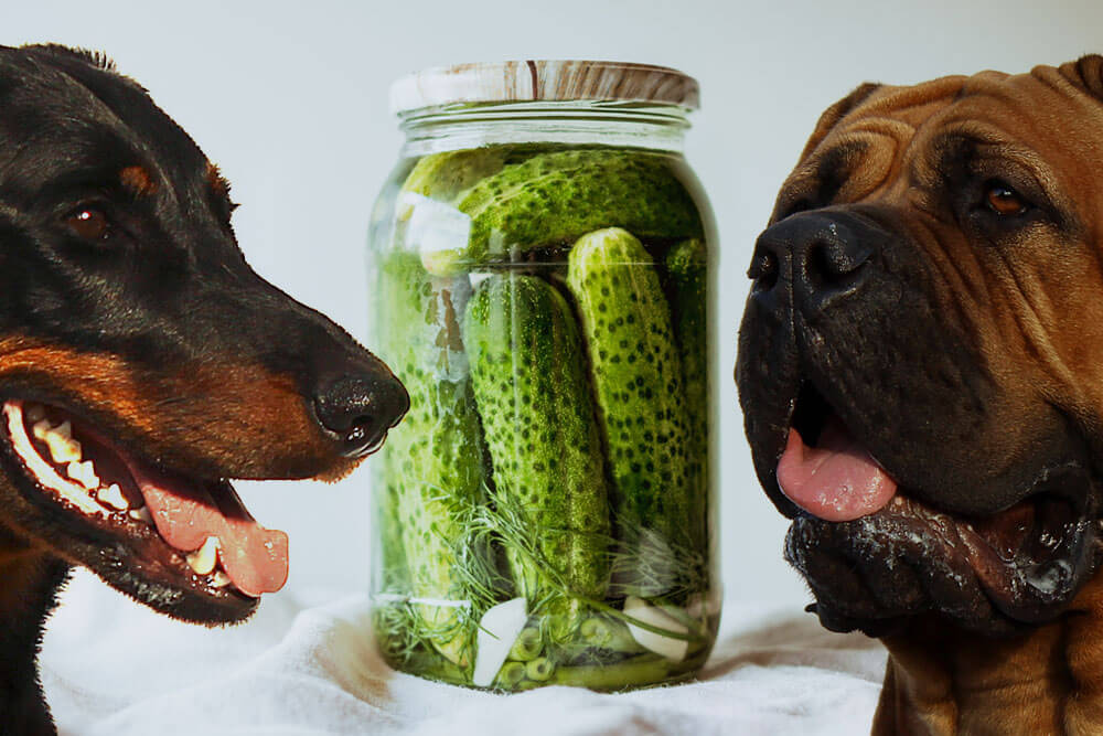 Can dogs eat pickles?