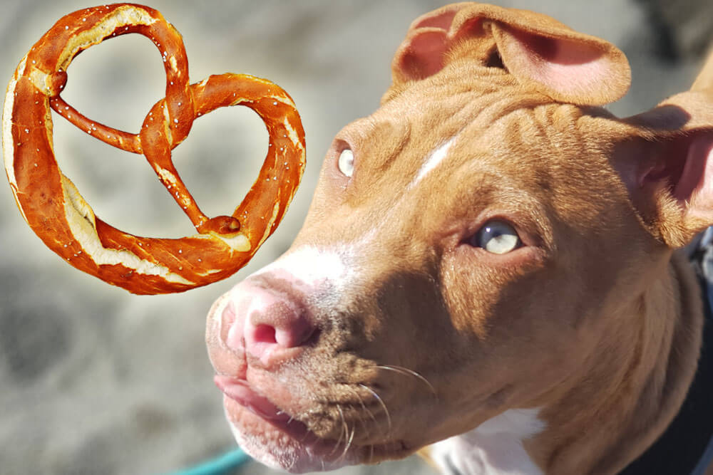 Can Dogs Eat Gluten Free Pretzels