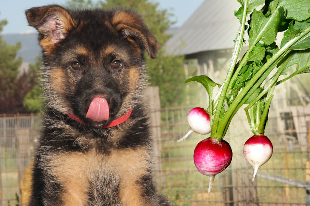 Can dogs eat radishes?