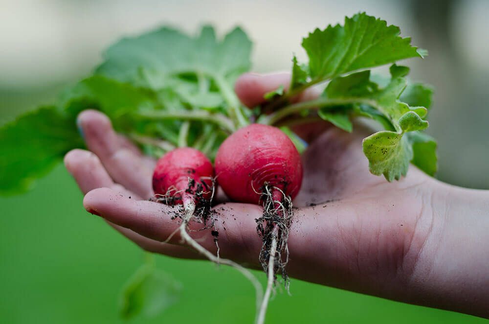 Can dogs eat radishes?